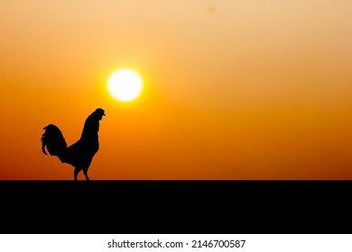 3,922 Chicken sunrise Images, Stock Photos & Vectors | Shutterstock