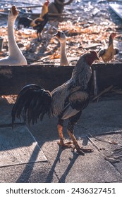 A rooster stands in front of a group of ducks. The rooster is the only bird with a red head