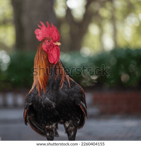 A rooster is staring left to show off the beautiful red comb while the depth of field is shallow to create beautiful bokeh