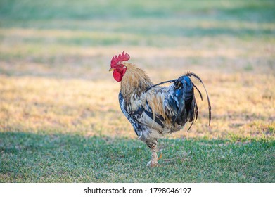 A Rooster Strutting Around On A Farm