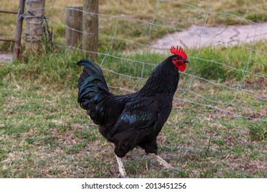 Rooster Strutting His Stuff Around The Farm Yard