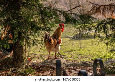 Rooster Surrounded By Nature In The Countryside Of Lozère In The South Of France