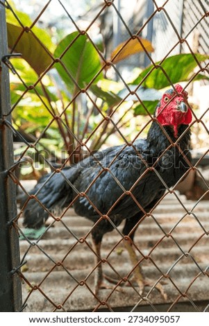 Rooster walking inside a coop behind a chain link fence, captured in daylight with leafy plants and rustic textures for rural themes.