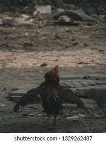 Rooster In The Wild