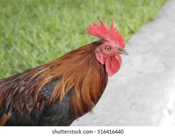 Rooster in wild