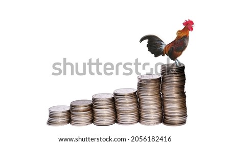 Rooster,is standing and crowing on stacks coins row isolated on white background, Chicken on the coin as a soaring bar chart, Dawn of Finance, Development financial and commit business concept