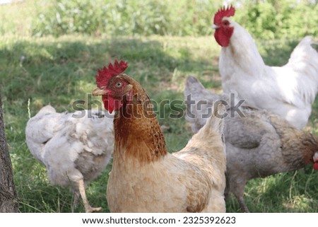 Similar – Chickens on meadow. Food