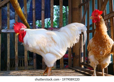 roosters and hens who will have sexual intercourse in order to lay eggs