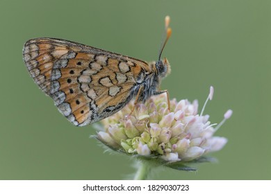 Roosting Glanville Fritillary Butterfly In A Meadow