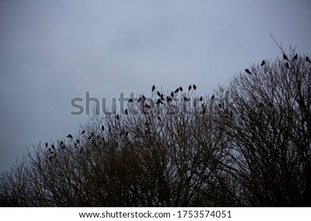 Roosting rooks at sunset on winter evening on windblown low trees by west sussex coast UK
