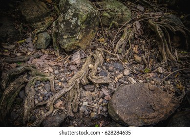 Root