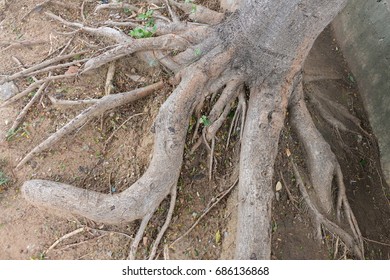 root
