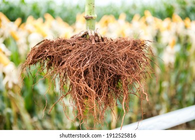 Root Of An Adult Corn Plant.