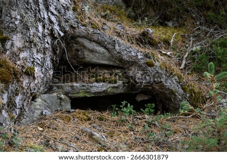 Root ball of mature pine tree grows over flat rock creating dark small secret cave