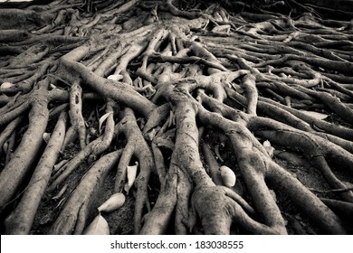 375 A Sturdy Roots Images, Stock Photos & Vectors | Shutterstock