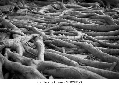 375 A Sturdy Roots Images, Stock Photos & Vectors | Shutterstock