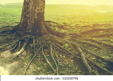 165,078 Strong Tree Images, Stock Photos & Vectors | Shutterstock