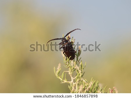 Root Borer Beetle (prionus californicus) perched in the top of shrub