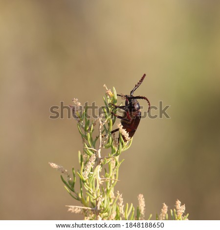 Root Borer Beetle (prionus californicus)