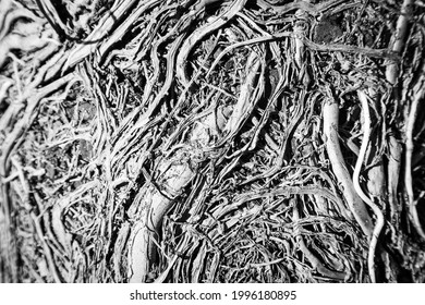 Root Bound - Roots Of A Potted Plant That Has Outgrown Its Pot