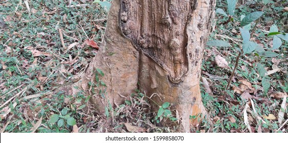 Root Buttress Of Arjuna Tree