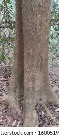 Root Buttress Of Arjuna Tree