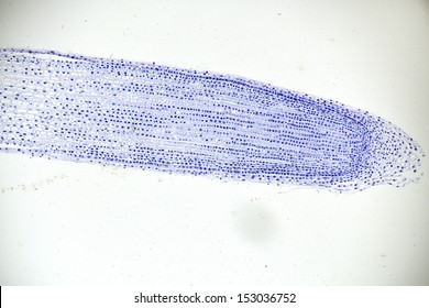 Root Cell Images Stock Photos Vectors Shutterstock