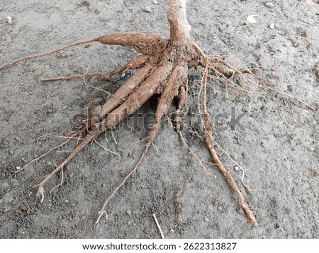 root of cassava tree or known as cassava tuber 