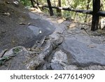 root with cliff at waterfall 