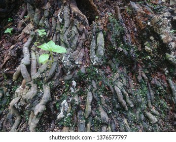 root of coconut tree with little moss around there - Shutterstock ID 1376577797