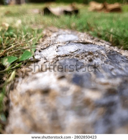 Root coming up from the groud