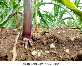 Root of the corn.