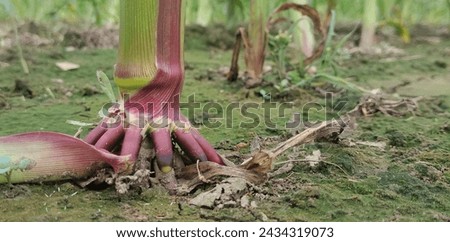 A root of corn tree on soil.