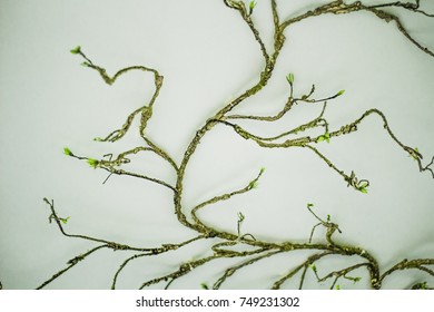 The root of creeping up on that wall,background, textures, abstract.