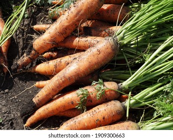 Root crops of Sowing carrot (Latin Daucus carota subsp. Sativus), just pulled out of the garden, lie in a heap on the ground on a sunny summer day. - Shutterstock ID 1909300663