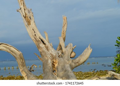 a root of a dead tree on the beach
