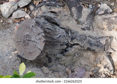 Root Of Fallen Tree , Hong Kong