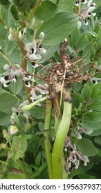 Root Of Fava Bean, In Evidence Rhizobium And Flowers.