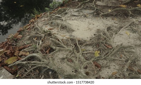 333 Roots absorb water Images, Stock Photos & Vectors | Shutterstock