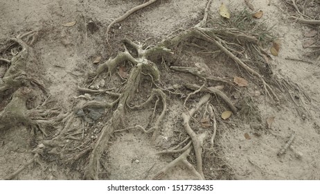 333 Roots absorb water Images, Stock Photos & Vectors | Shutterstock