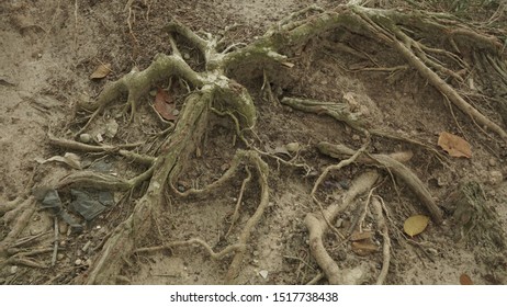 333 Roots absorb water Images, Stock Photos & Vectors | Shutterstock