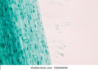 Dicot Stock Images, Royalty-Free Images & Vectors | Shutterstock