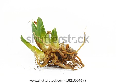 Root of iris flower on white background
