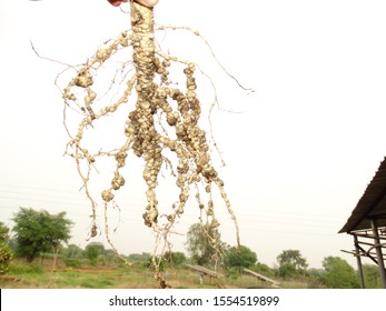 Root Knot Nematode Attack In Okra Plant