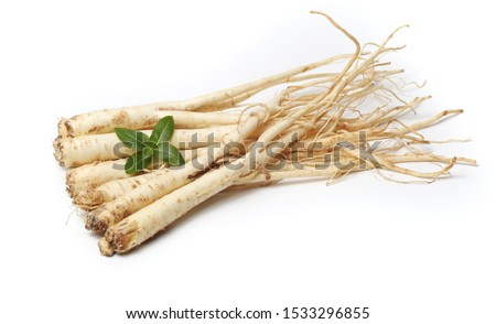 Root of Korean Bellflower (Platycodon grandiflorus) commonly known as Doraji isolated on white background. Is popular vegetable in Korea, also used in traditional Chinese medicine 