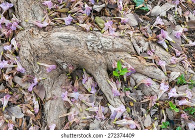 Root and leaf 