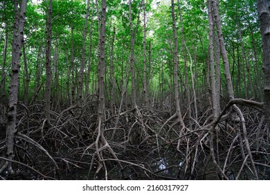 The Root Of Mangrove Tree Pattern. 
They Adapt To Have More Roots Surrond The Trunks To Make Them Stand In A Soft Mud.  Adaptation Is Very Important To Species Including Human. 