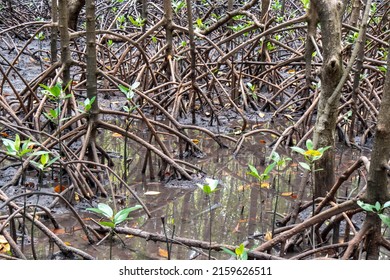 Root Of Mangrove Trees In Mangrove Forest, Thailand