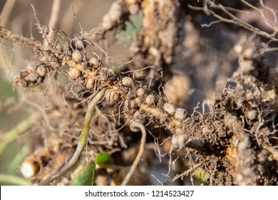  Root Nodule Bacteria Of Peanut Root