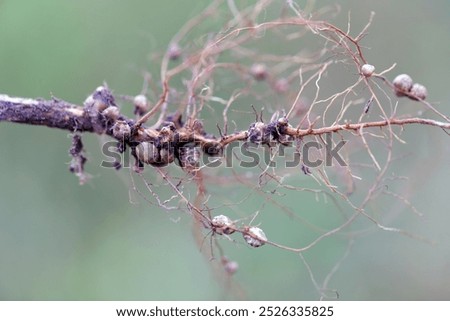 Root nodules for nitrogen fixation formed by Rhizobium bacteria on the roots of soybean plant.